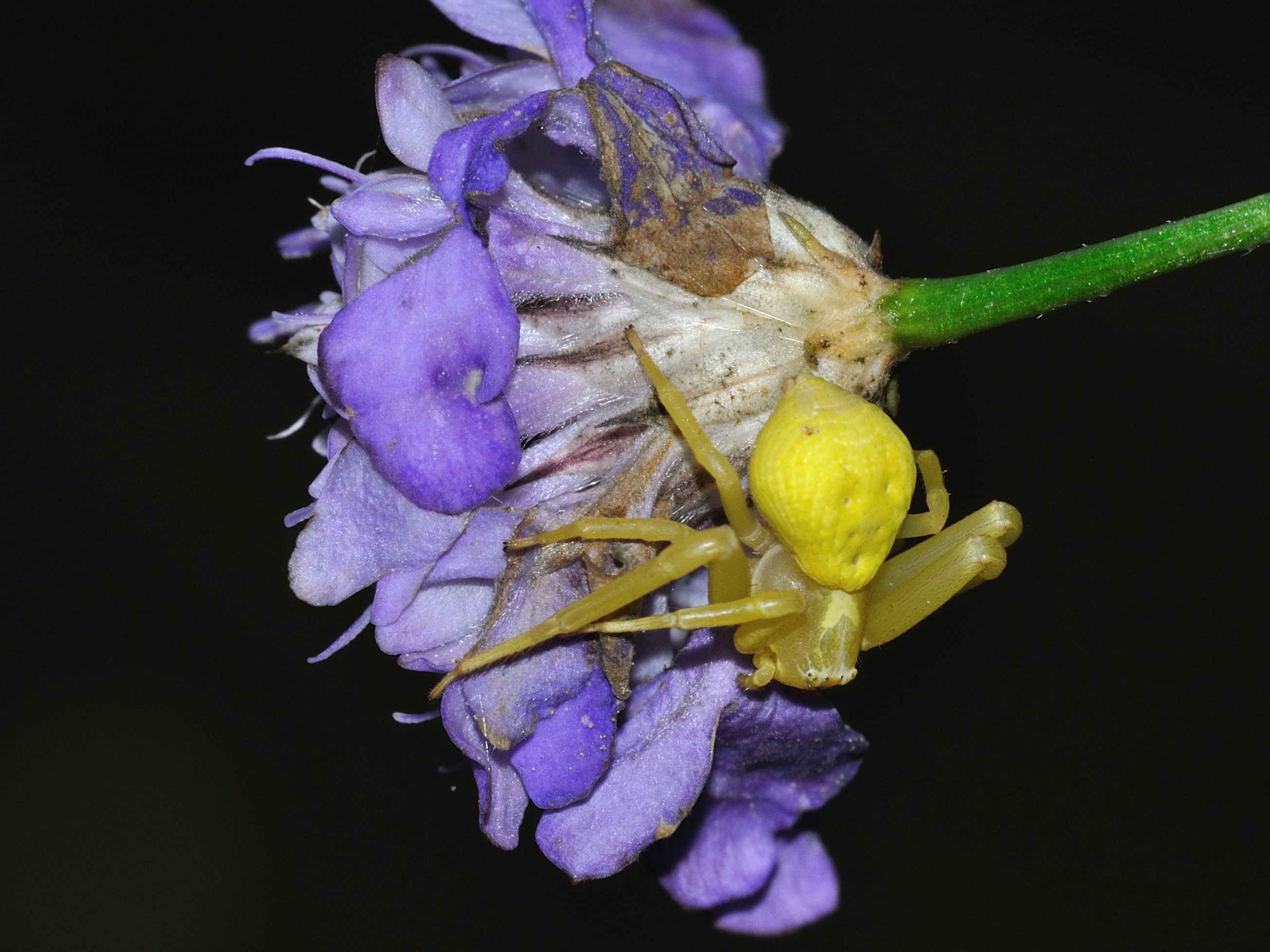 Misumena vatia